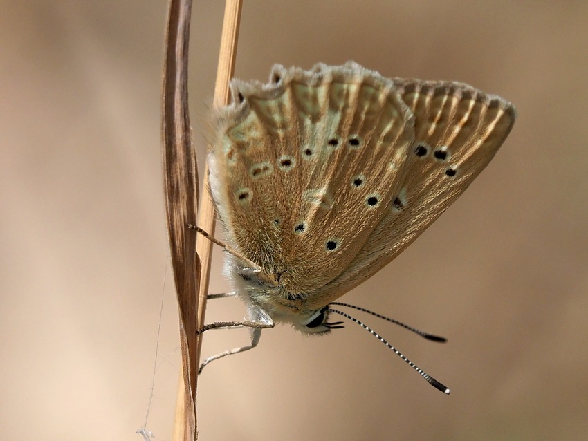 Polyommatus (Meleageria) daphnis